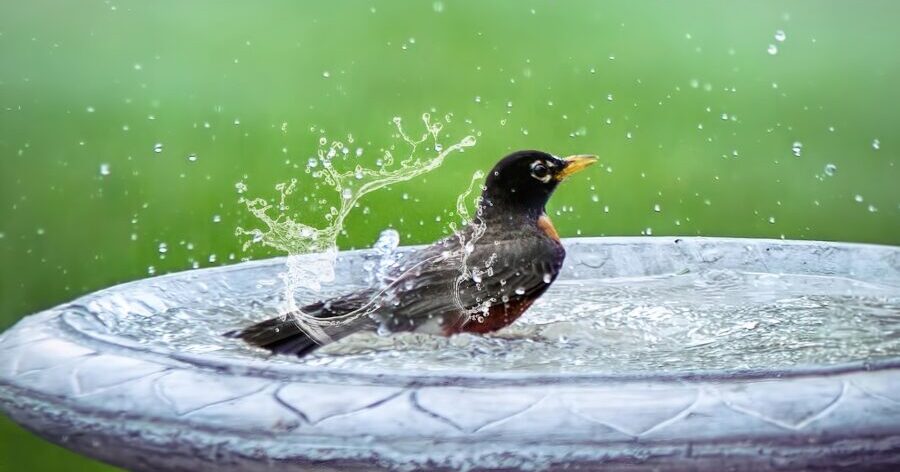 鳥の水浴び