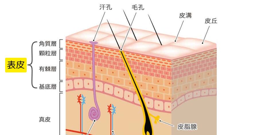 皮膚の表皮の断面図